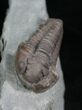 D Flexicalymene Trilobite - Indiana #5035-2